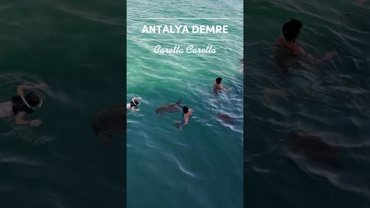 🐢Swimming with Endangered Sea Turtles ! Antalya Demre 🏊♂️ #CarettaCaretta #turkeyantalya